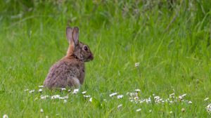 Best Trap For Rabbits In The Garden