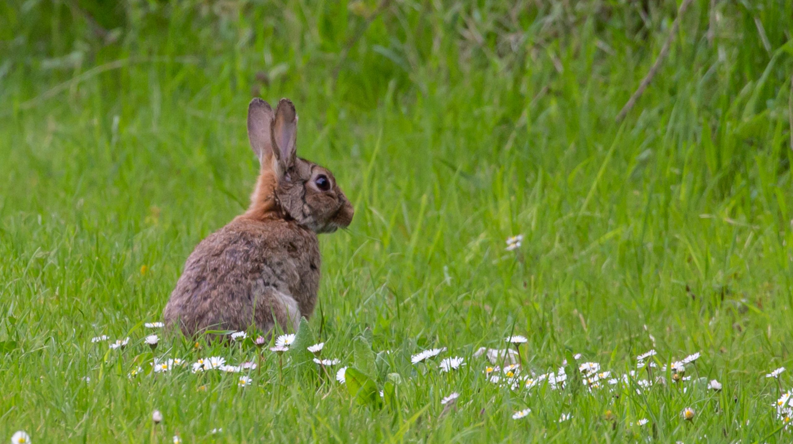 Best Trap For Rabbits In The Garden