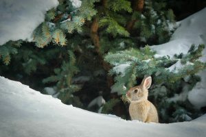 Best Bait For Rabbit Traps