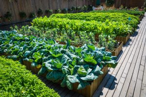 Best Weed Killer for Vegetable Patch