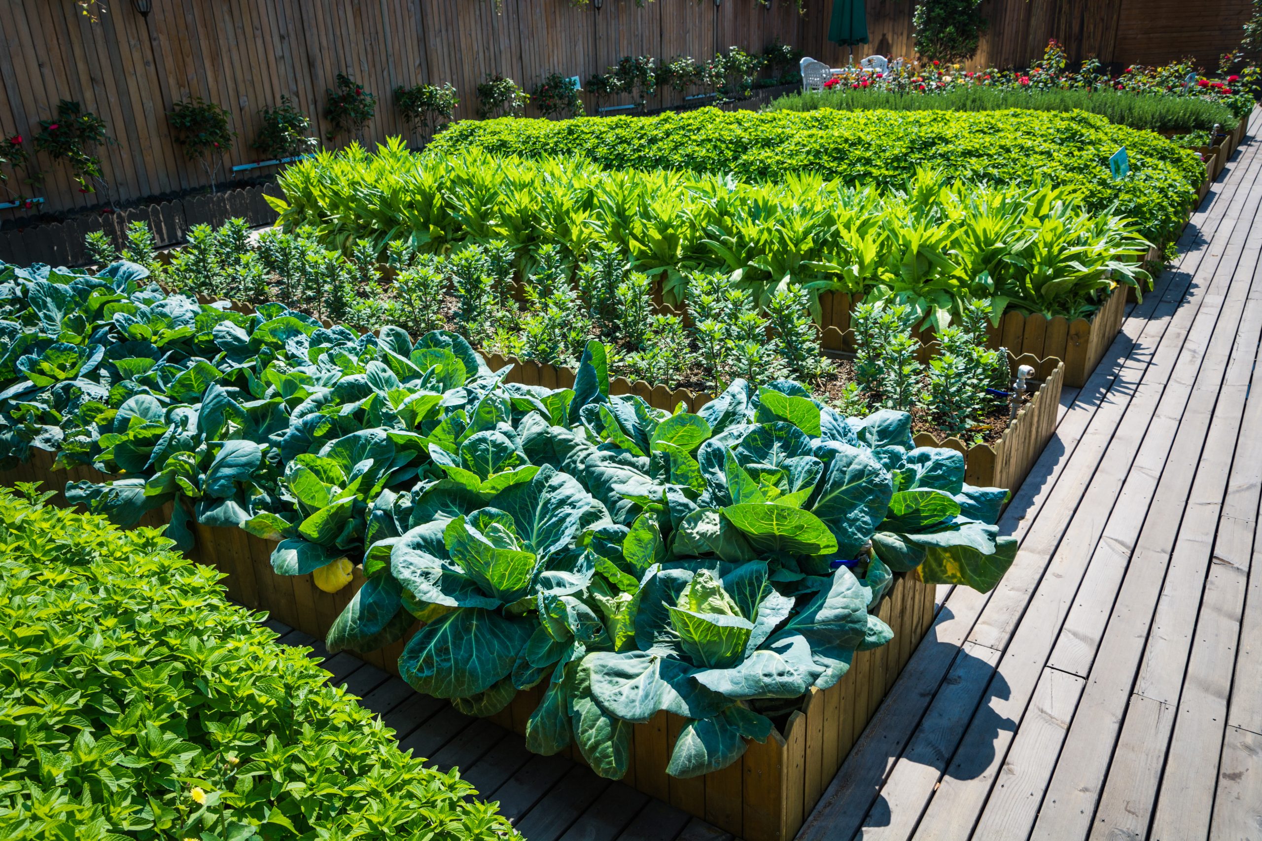 Best Weed Killer for Vegetable Patch