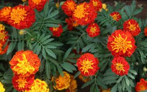 Weeds That Look Like Marigolds