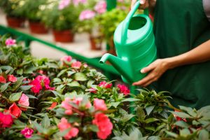 Best Fertilizer For More Flowers