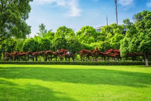 Best Fertilizer For Quick Green Up