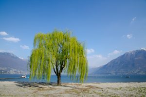 Best Fertilizer For Weeping Willow Tree