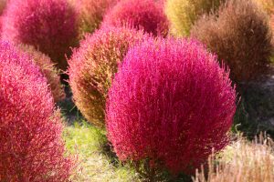 Best Herbicide For Kochia
