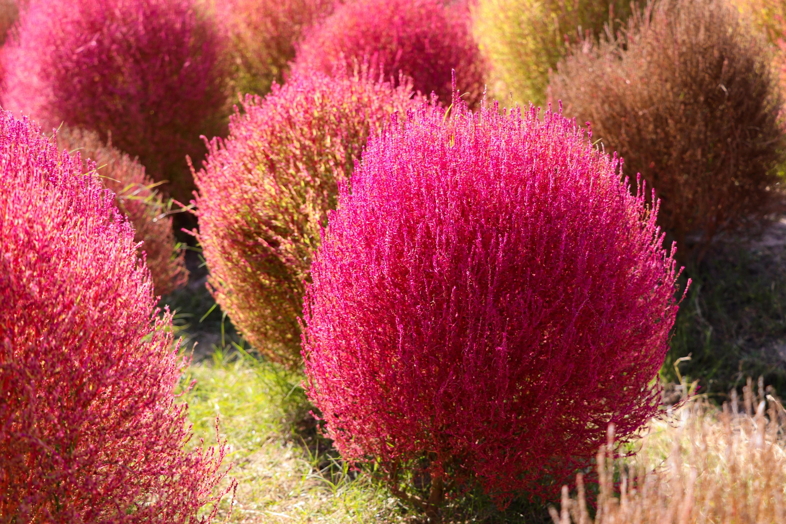 Best Herbicide For Kochia