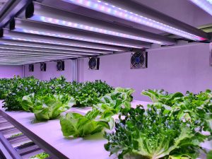 Best Plants For Hydroponic Towers