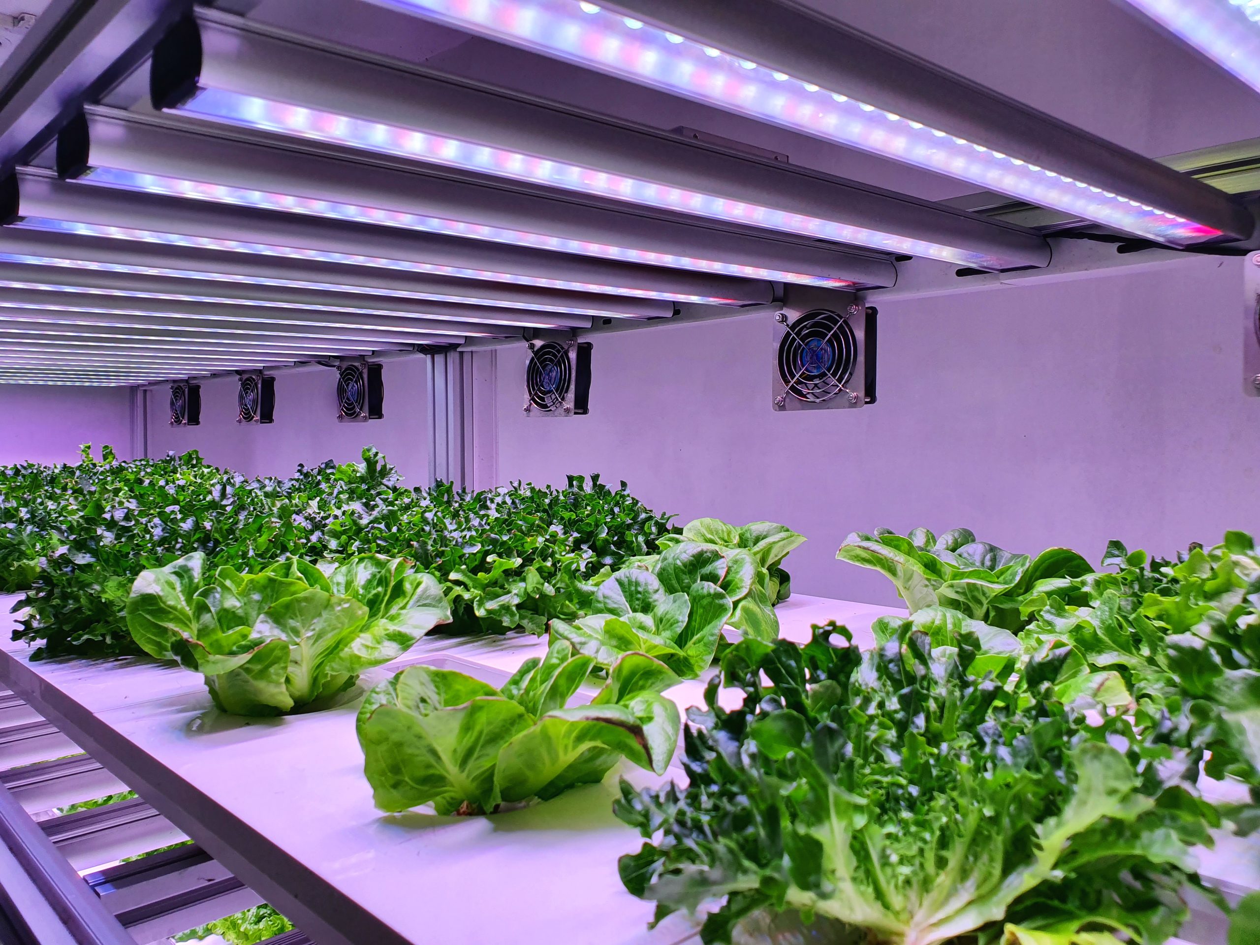 Best Plants For Hydroponic Towers
