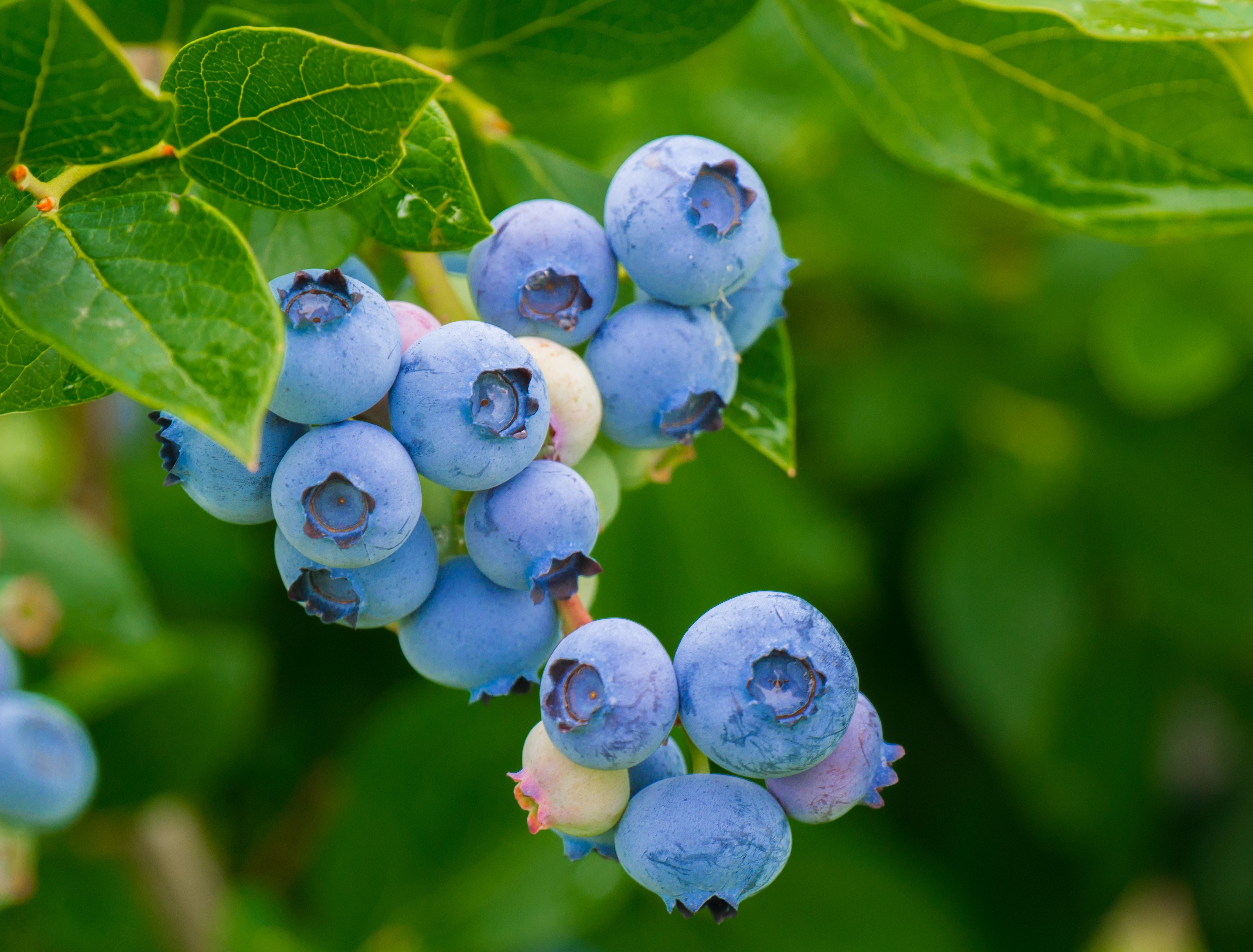 Best Potting Mix For Blueberries