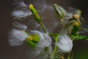 Best Herbicide For American Burnweed