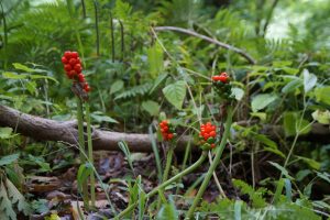 Best Herbicide For Italian Arum