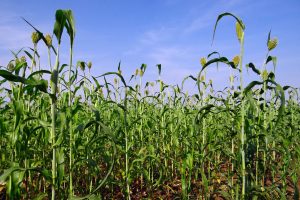 Best Herbicide For Jowar
