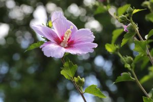 Best Herbicide For Rose Of Sharon