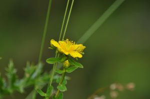 Best Herbicide For St John's Wort