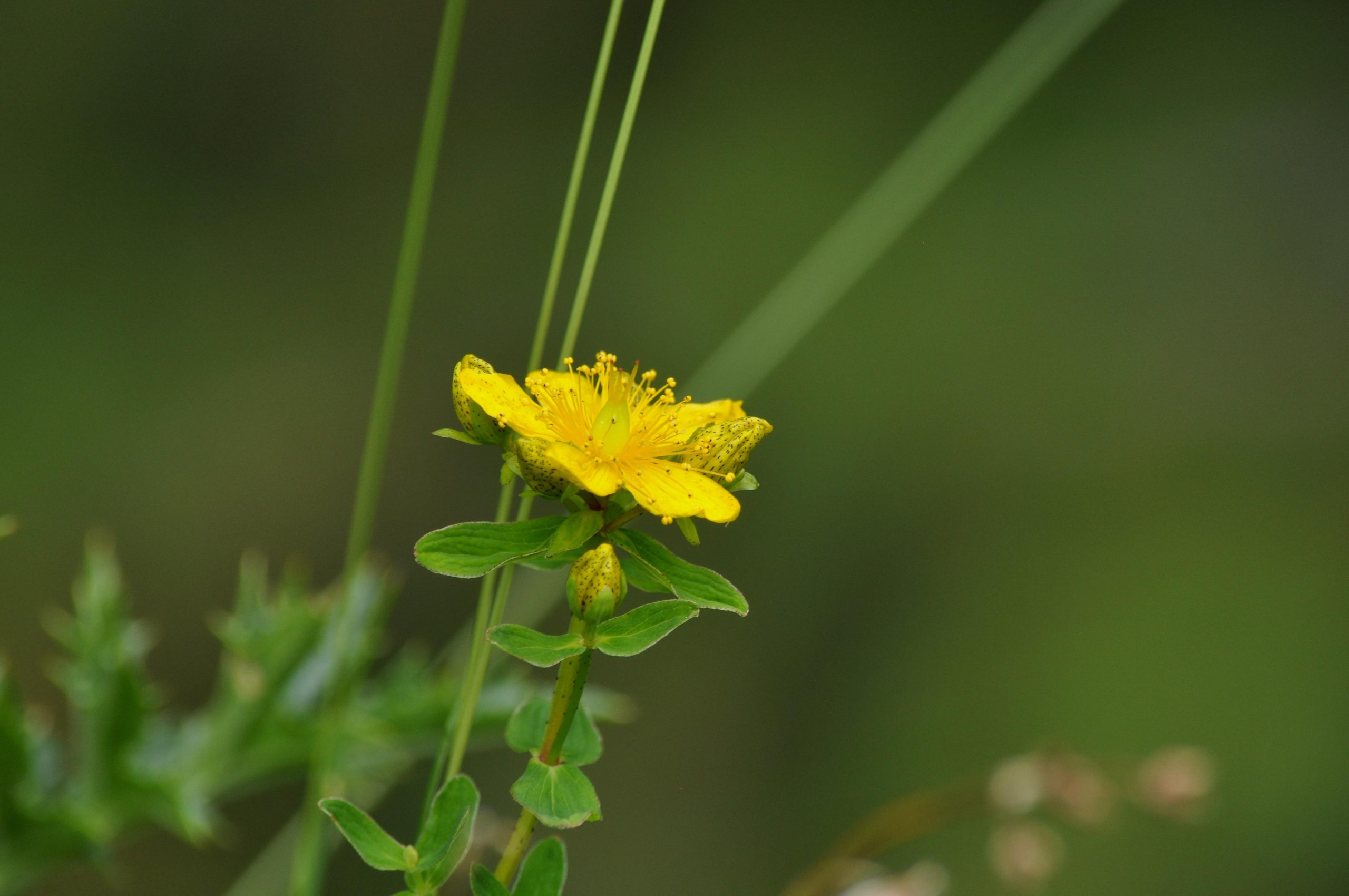 Best Herbicide For St John's Wort