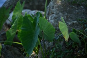 Best Mulch For Elephant Ears