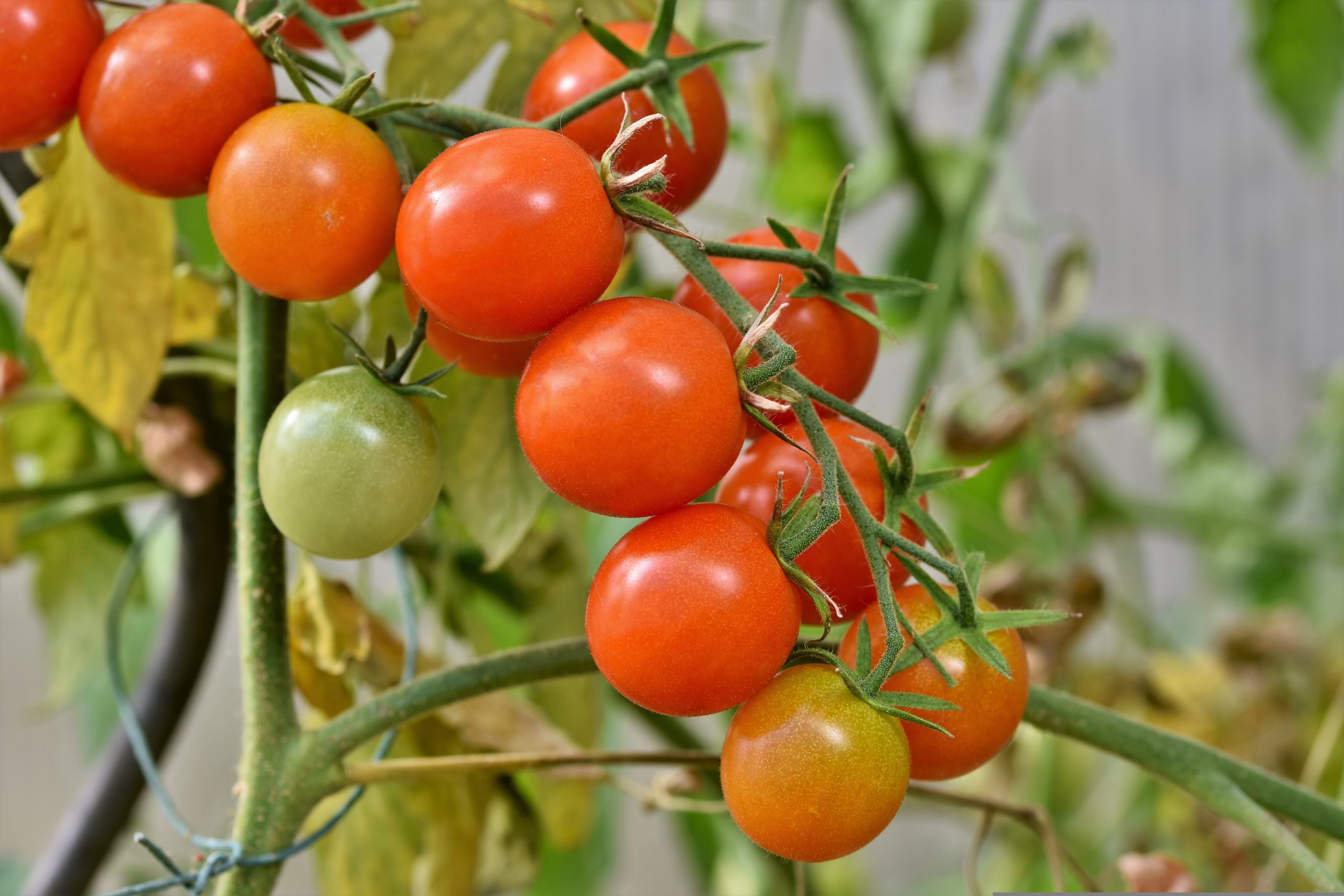 Determinate Vs Indeterminate Tomato Plants