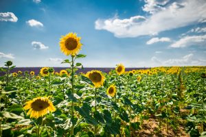 Herbicide For Clearfield Sunflowers