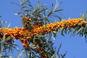 How To Eliminate Buckthorn