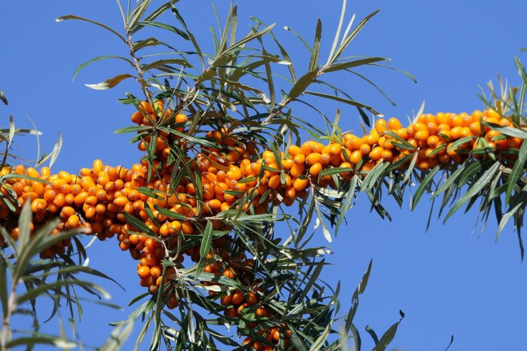 How To Eliminate Buckthorn