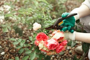 How To Exterminate Rose Bushes