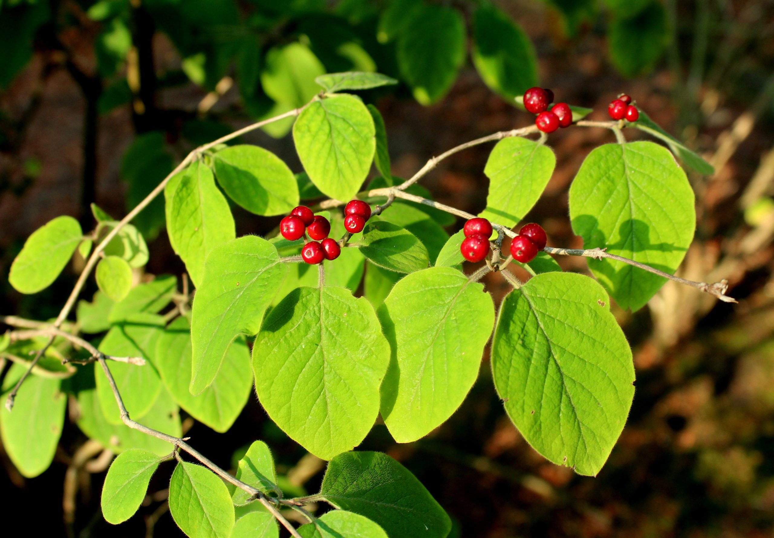 Invasive Bush Honeysuckle Identification