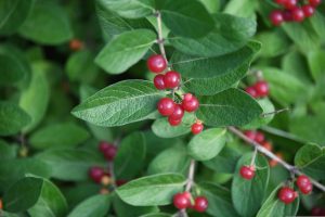 Invasive Bush With Red Berries