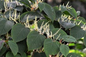 Invasive Plants Finland
