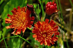 Invasive Plants Kelowna