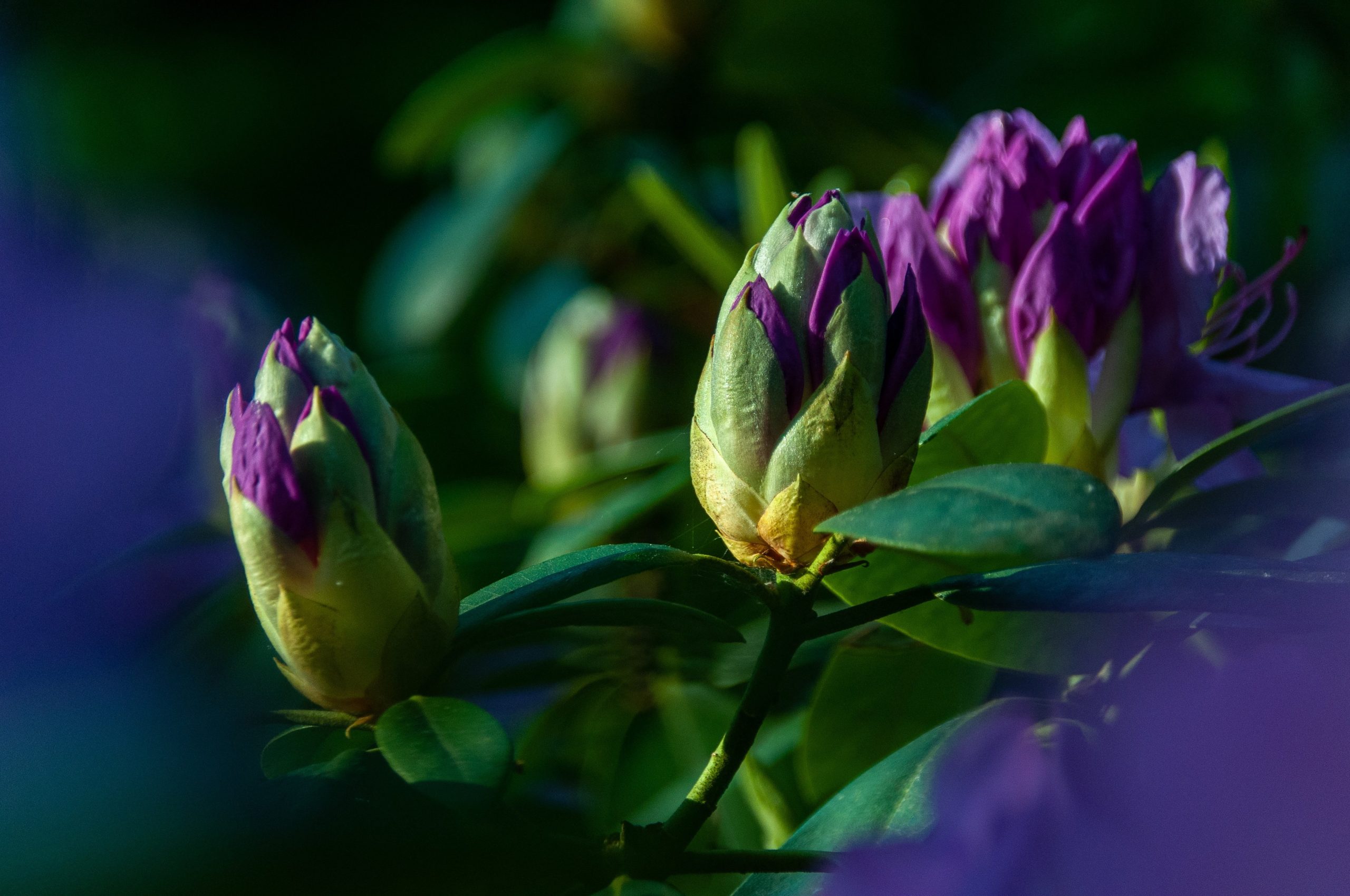 Plants That Only Need Morning Sun