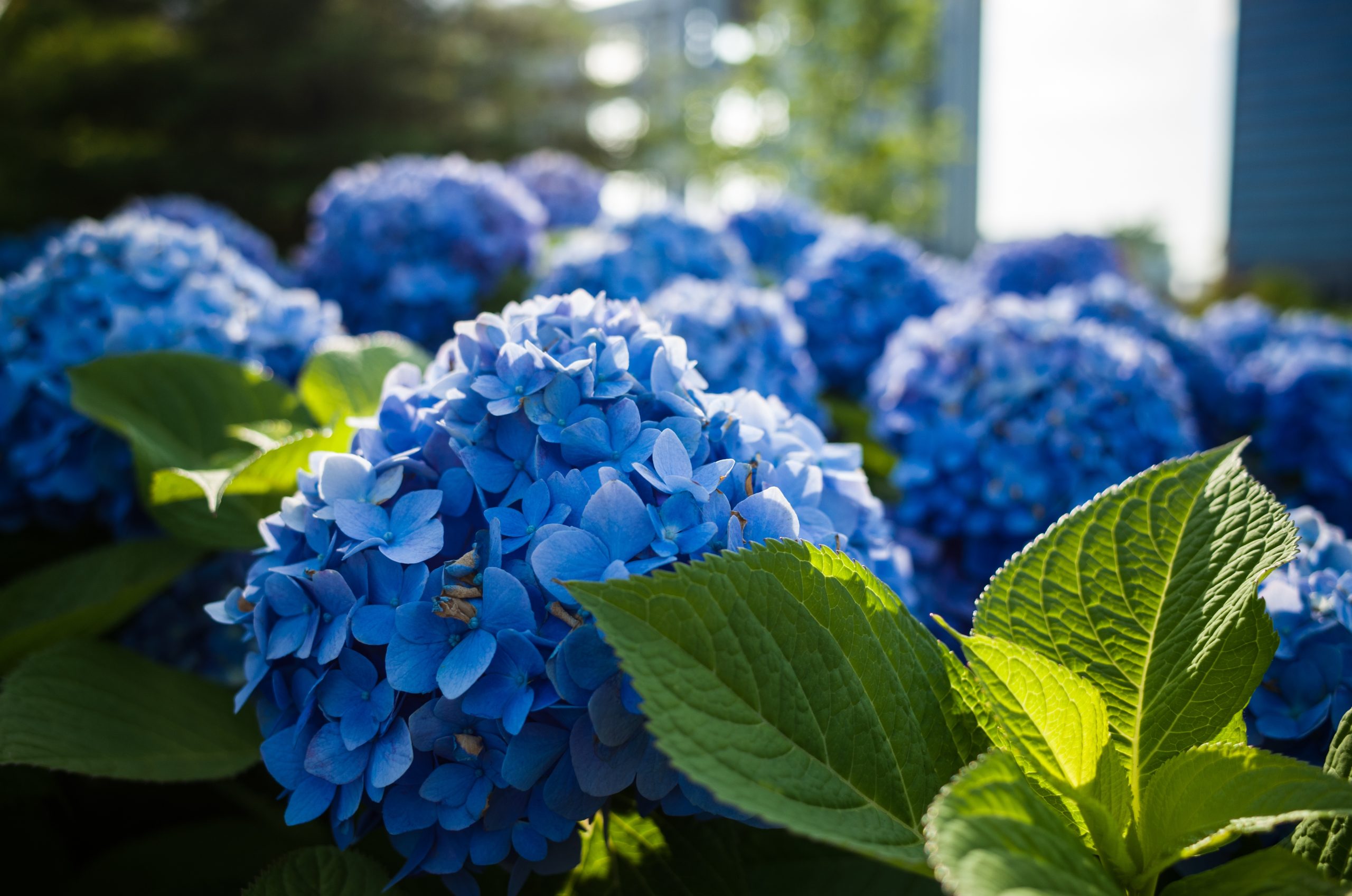 Plants That Start With H