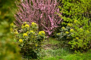 Top Invasive Bushes In Pennsylvania