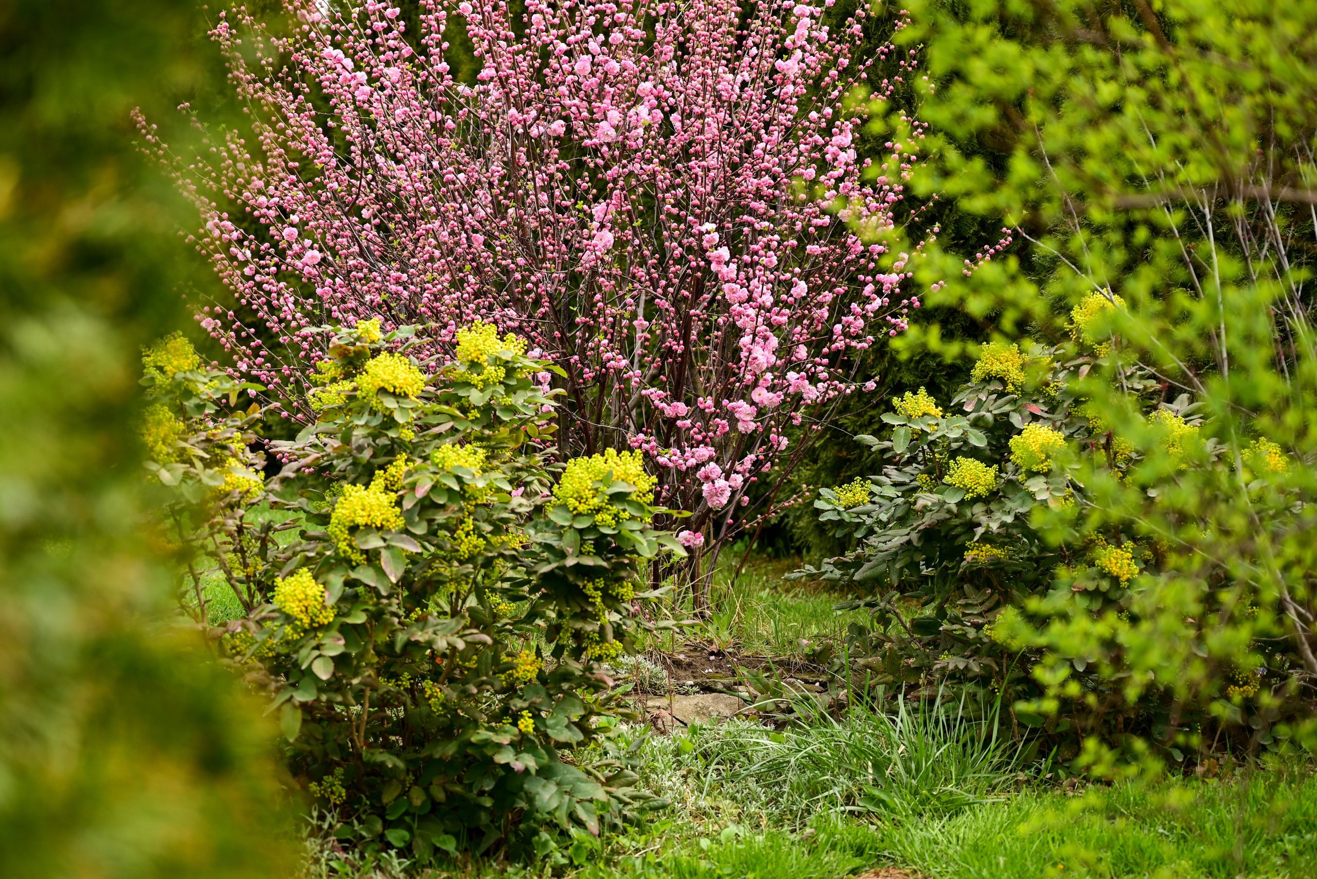 Top Invasive Bushes In Pennsylvania