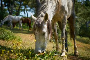 Weeds That Are Toxic To Horses
