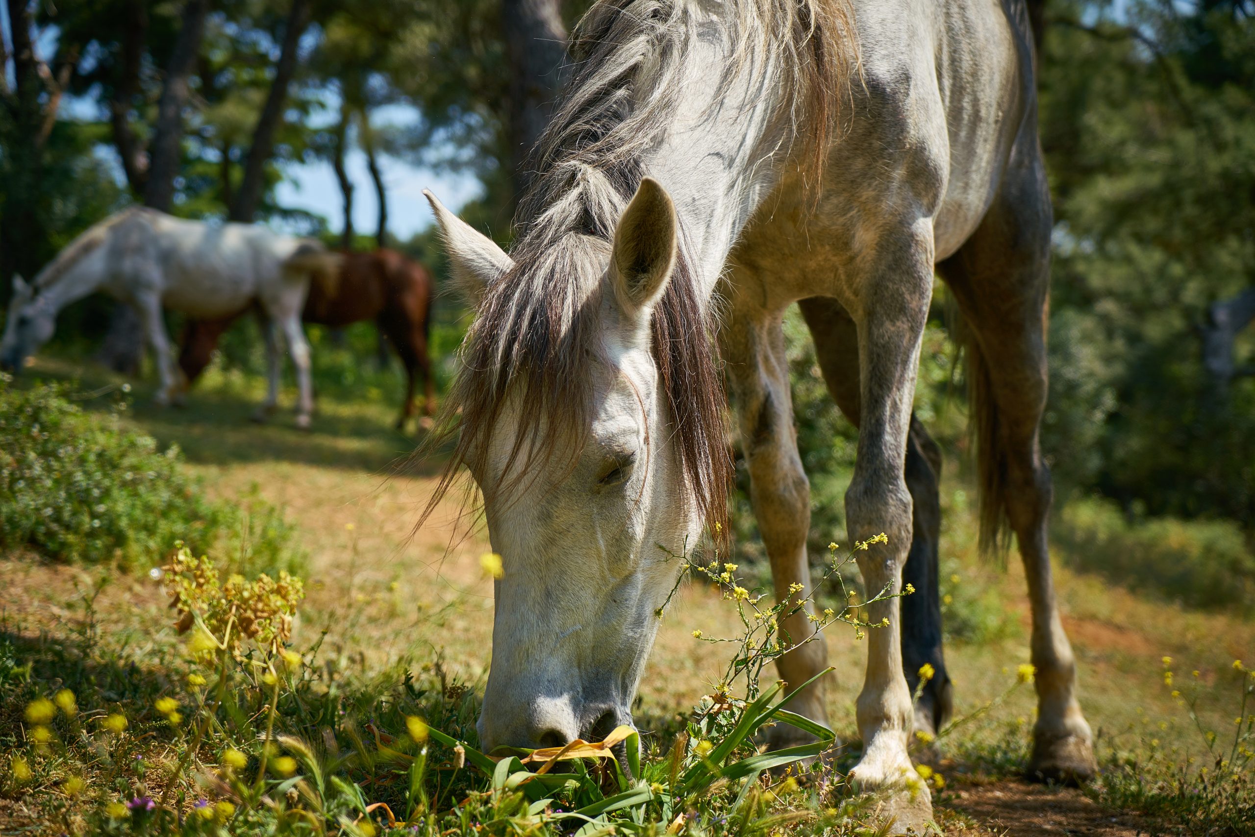 Weeds That Are Toxic To Horses