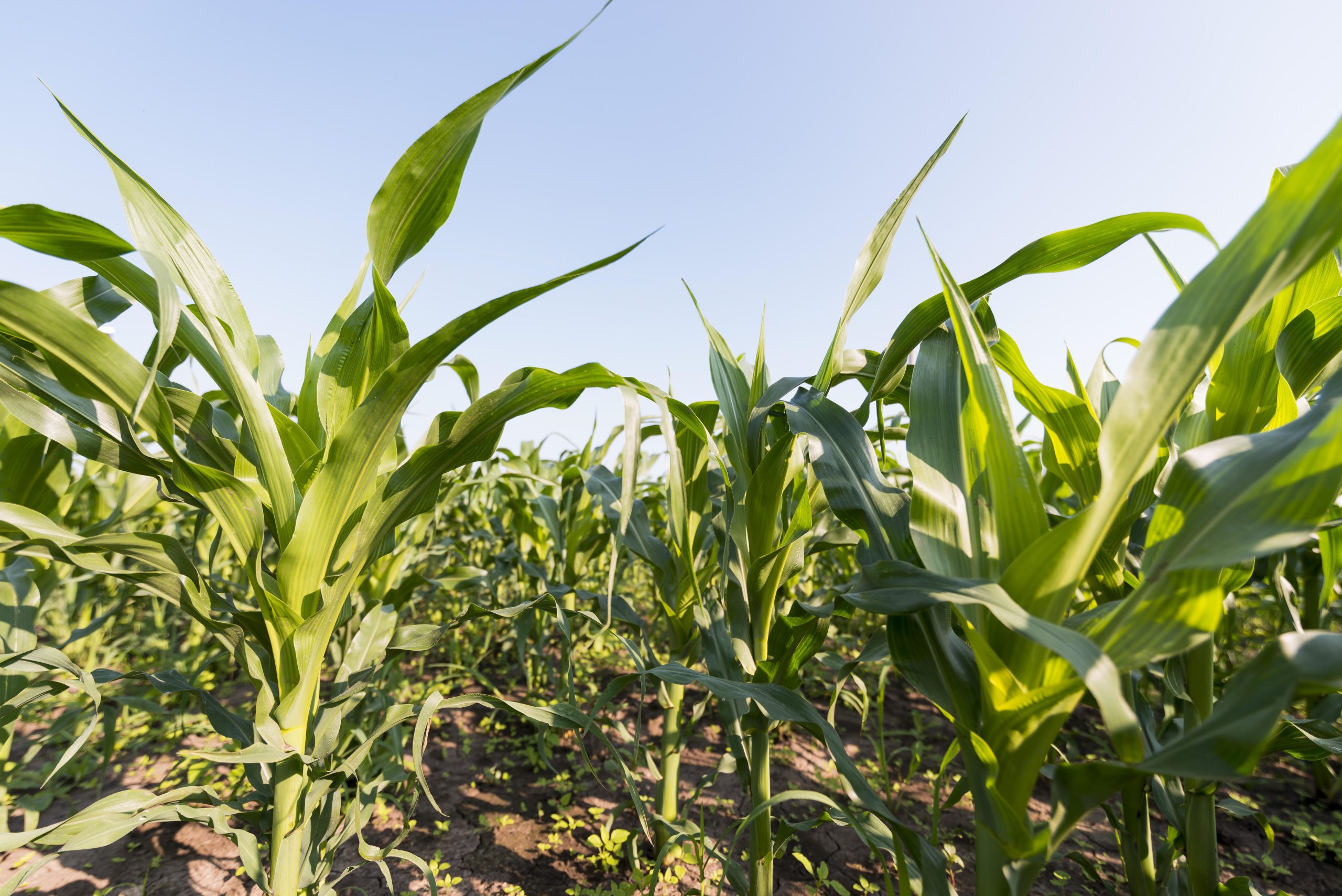 Weeds That Look Like Corn