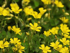 What Are Some Common Weeds Found In Rhode Island?