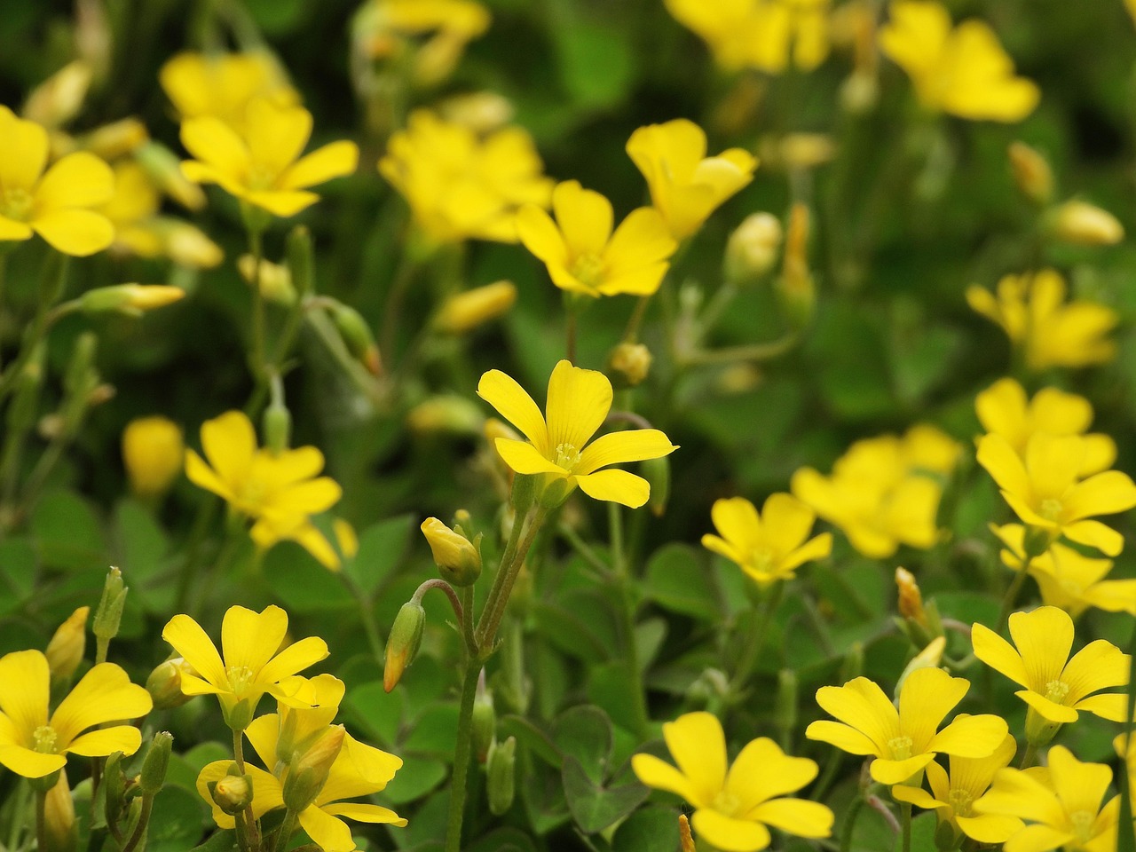 What Are Some Common Weeds Found In Rhode Island?