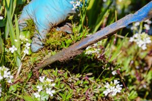 What Is The Best Way To Get Rid Of Shrub Roots