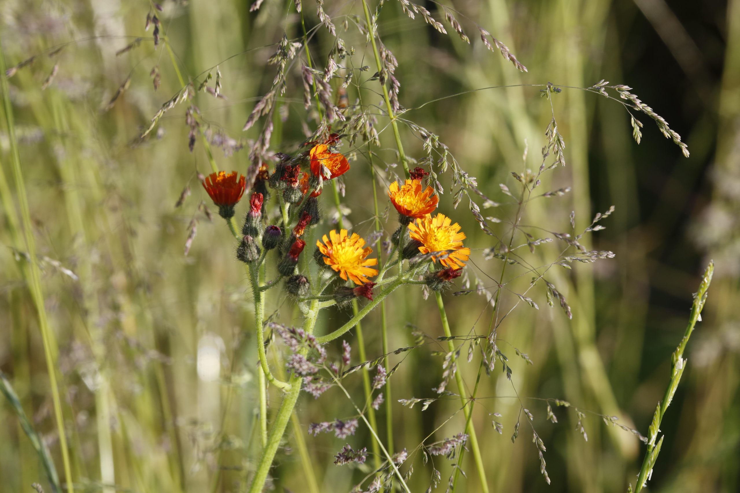 What Kills Orange Hawkweed