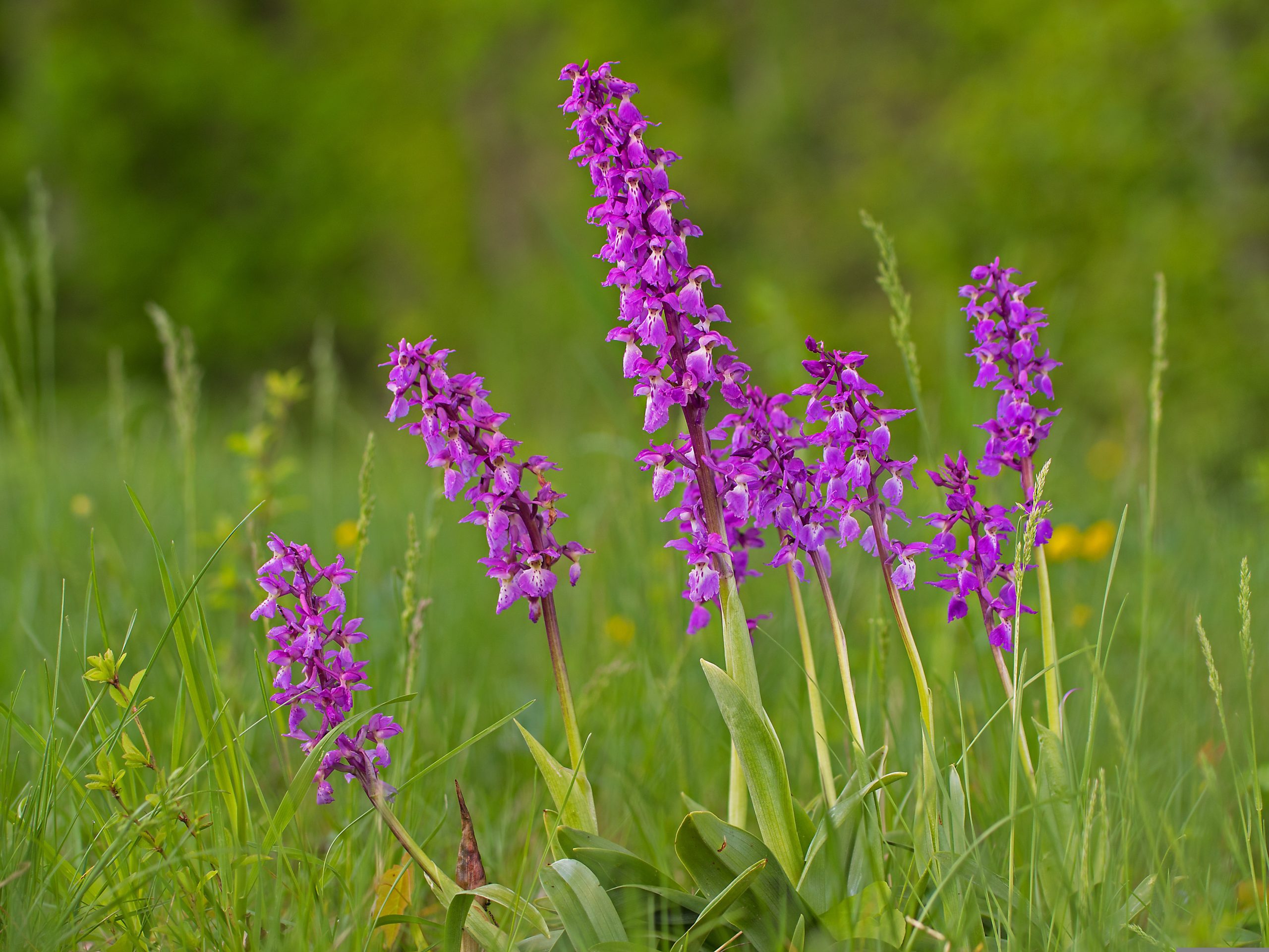 Tropical Orchids In The Wild