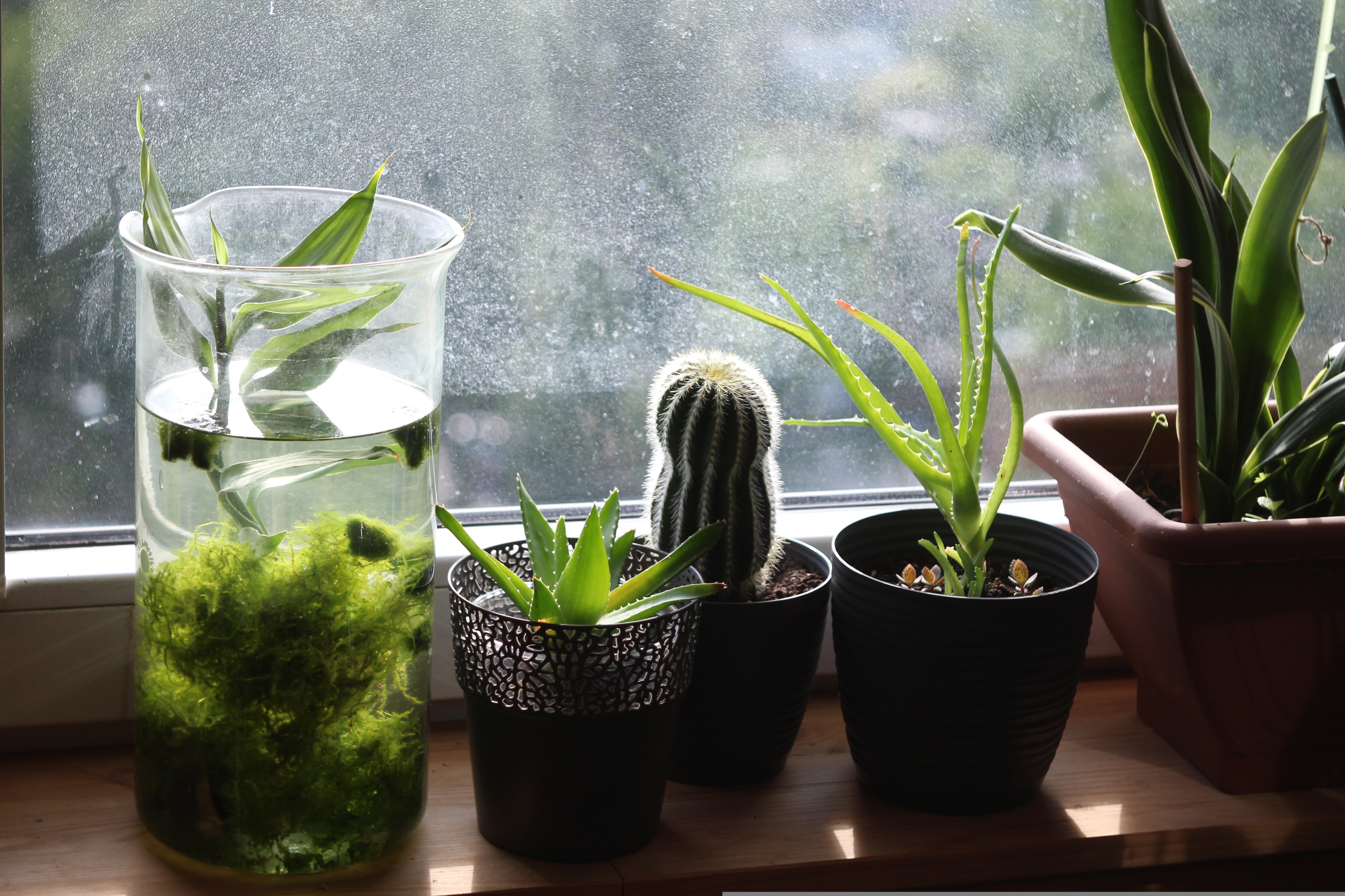 Plants That Tolerate Air Conditioning