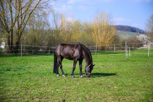 How Long After Spraying Weeds Is It Safe For Horses?