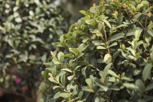 What are the disadvantages of privet?