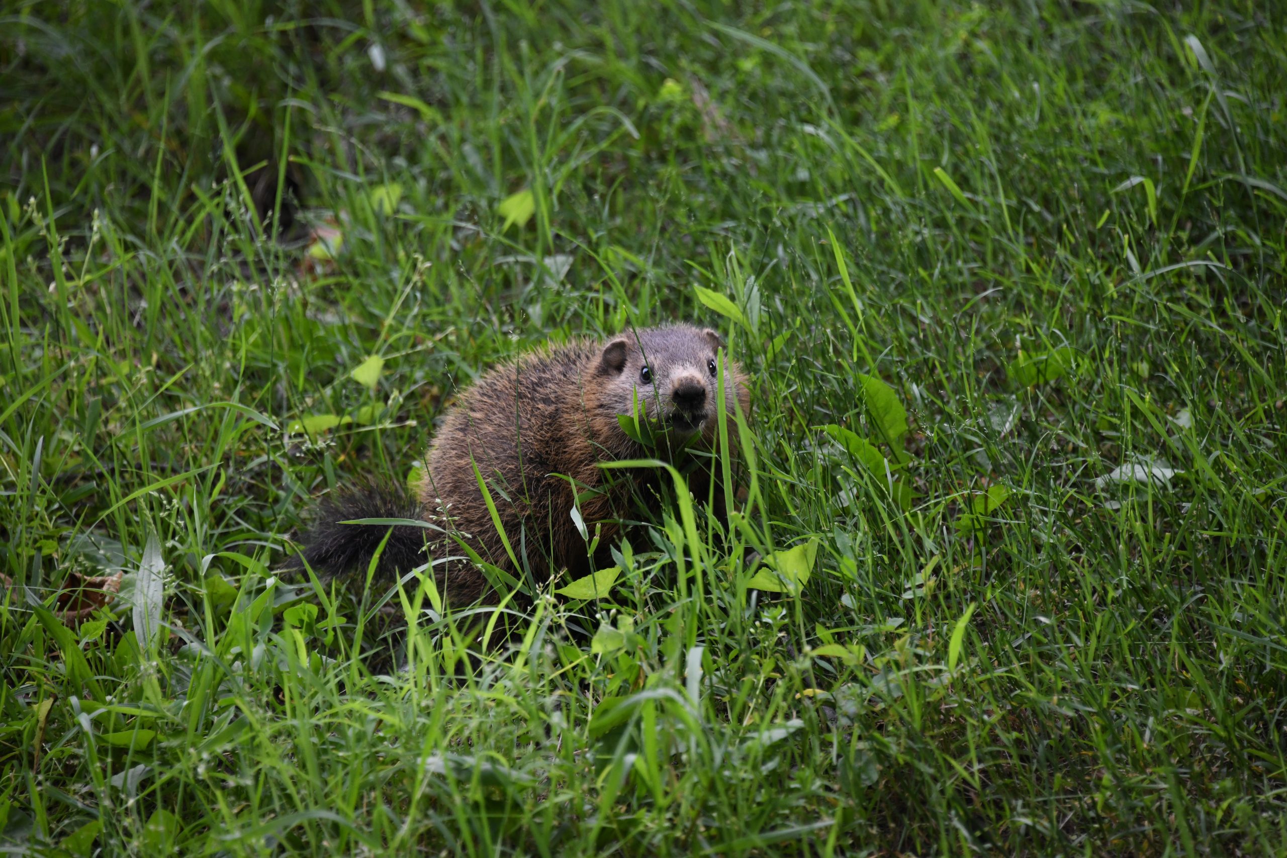 What Can I Put Under My Shed To Get Rid Of Groundhogs?