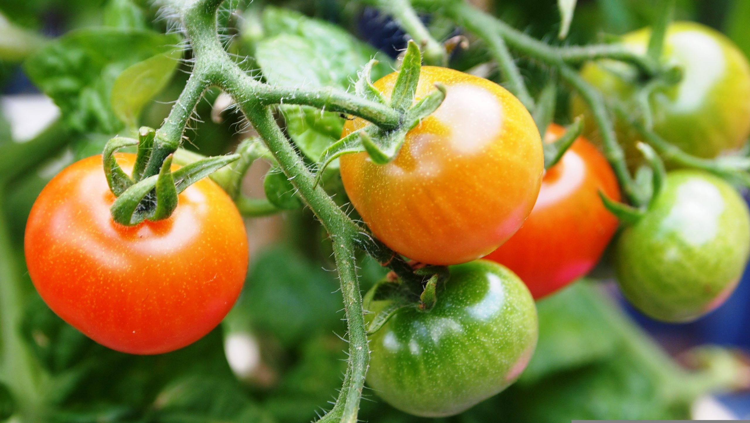 Miniature Tomato Varieties