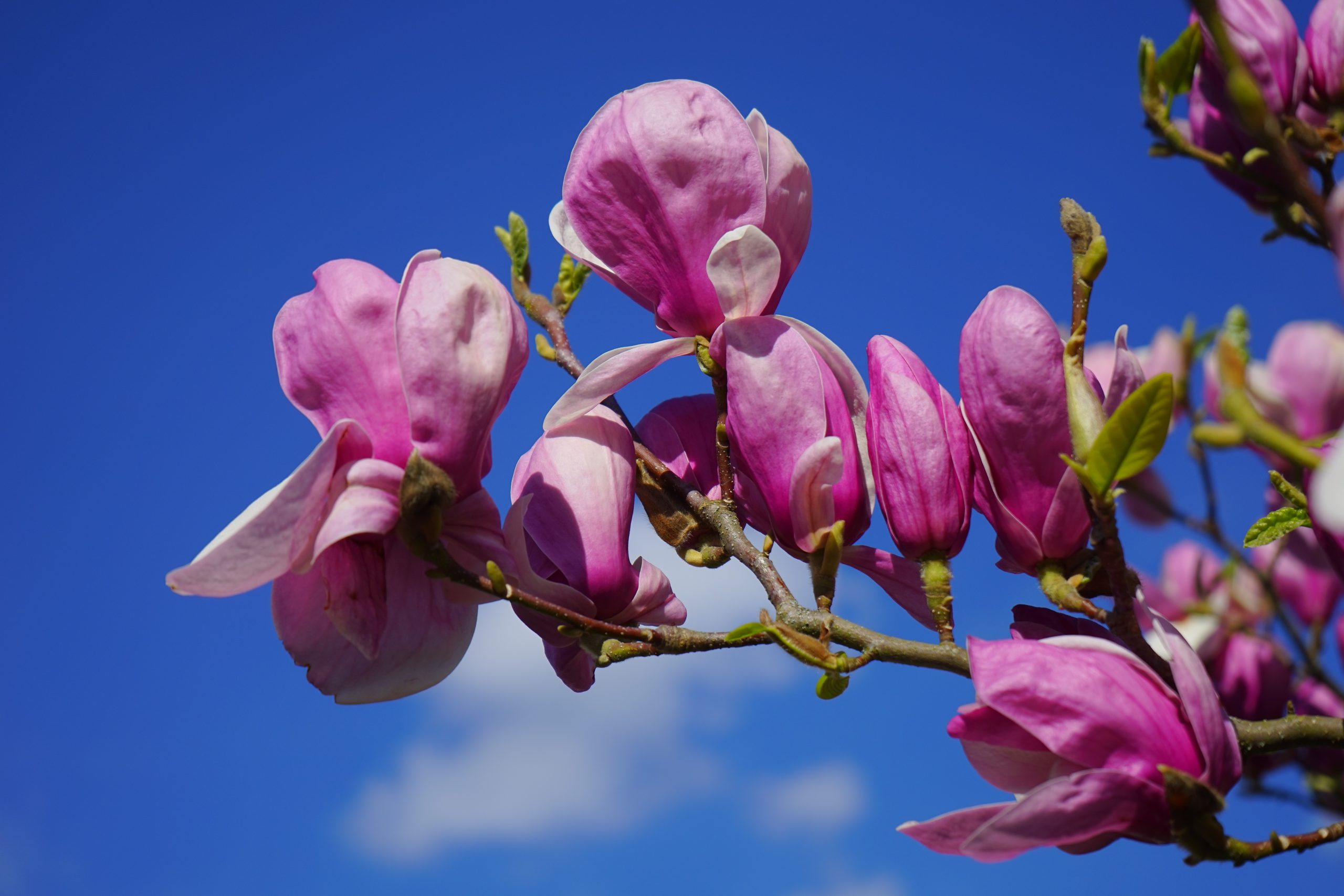 Beautiful Flowers That Start With M