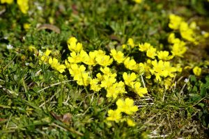 Best Herbicide For Cinquefoil