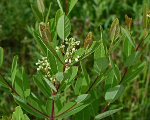 Best Herbicide For Dogbane